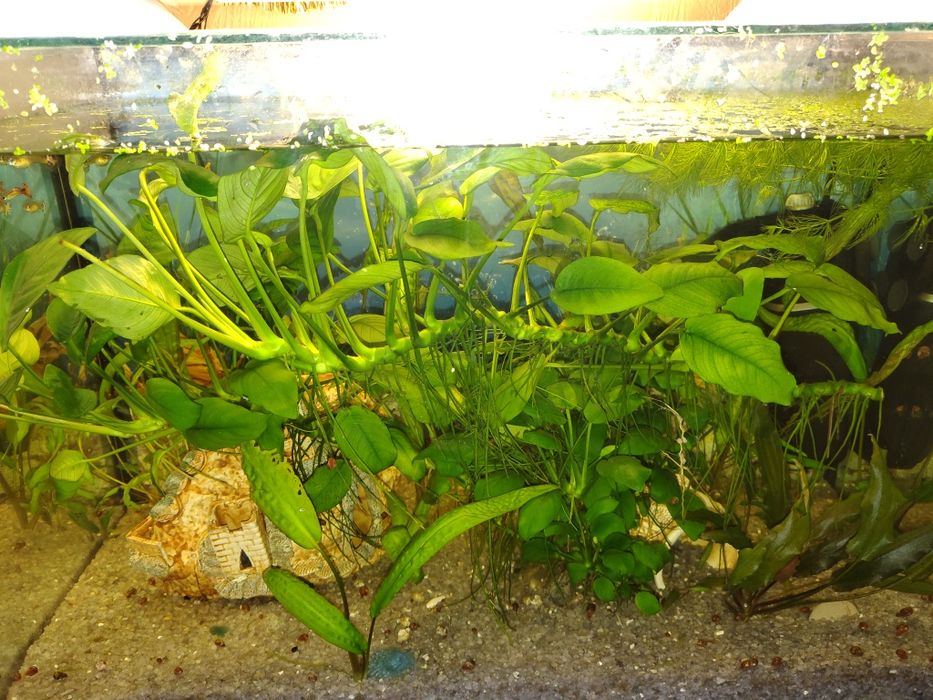 Большой куст анубиаса. Аквариумные ростения. Обмен