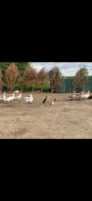 Sprzedam kaczki,gęsi,perliki,kurczaki,indyki