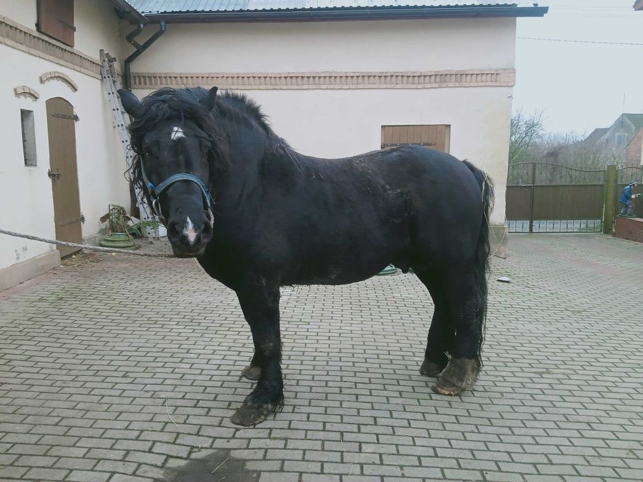 Ogier GAJAR sprzedam/zamienię