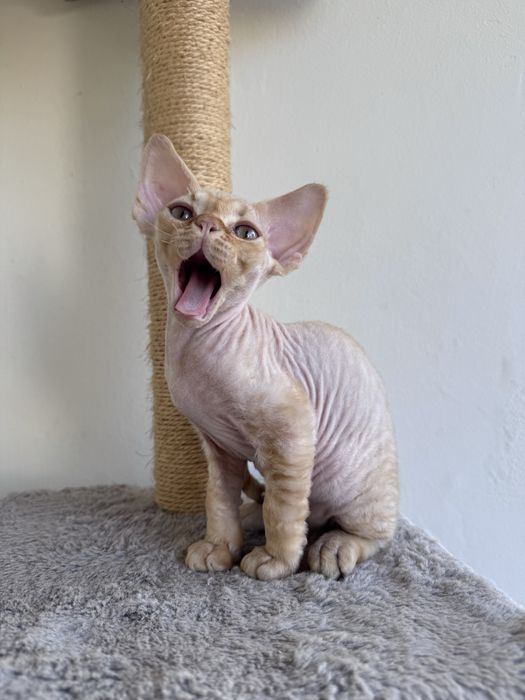 Devon Rex - rudy kocurek, kocię FPL