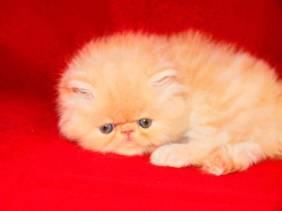 Персидские рыжие котята
