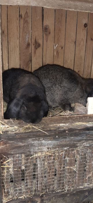 Kroliki królik francuski baran francuskie barany szare żelaziste