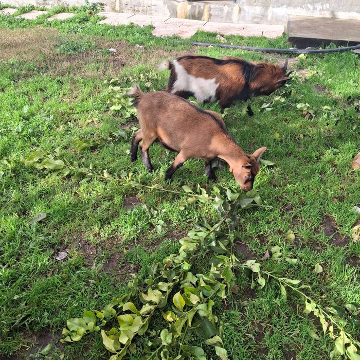 Cabras anas machos e femeas