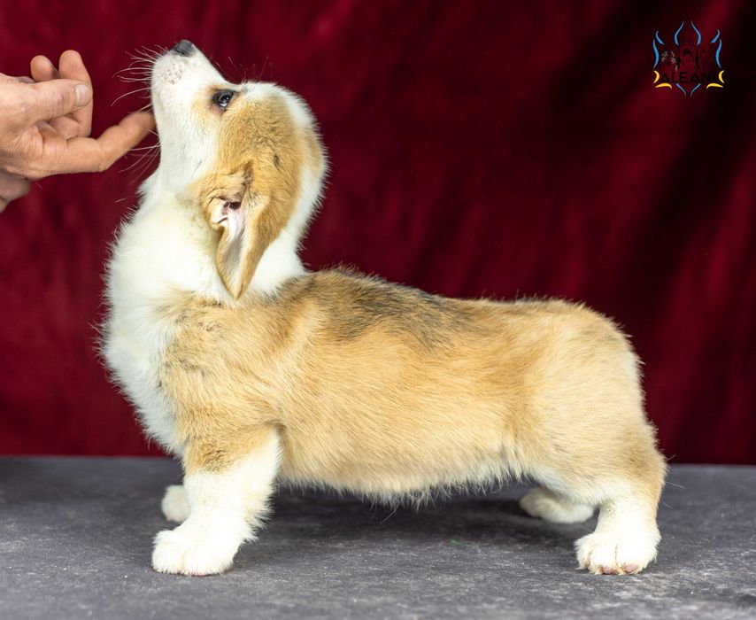 Вельш корги пемброк, шикарнющий парень!