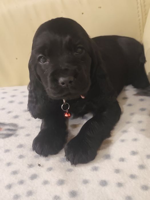 Menino Cocker fofinho