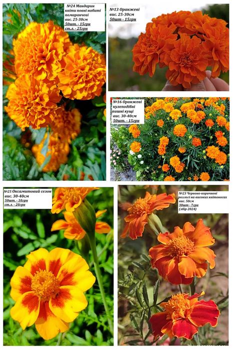 Насіння чорнобривців