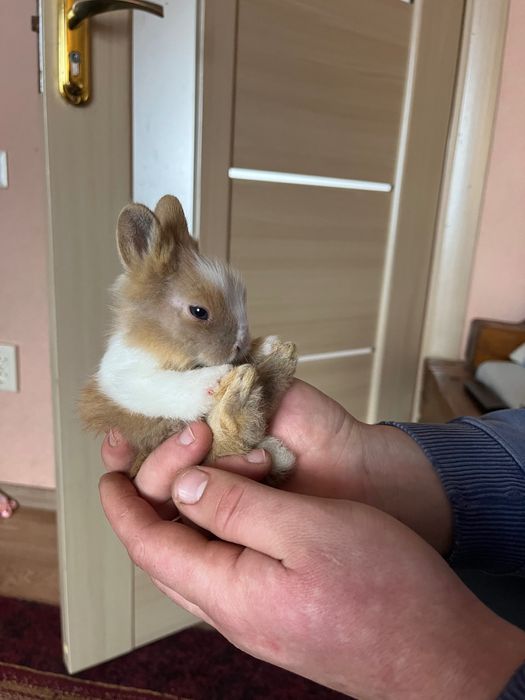 Зайчики декоративні