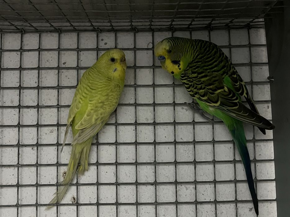 Casais de periquitos
