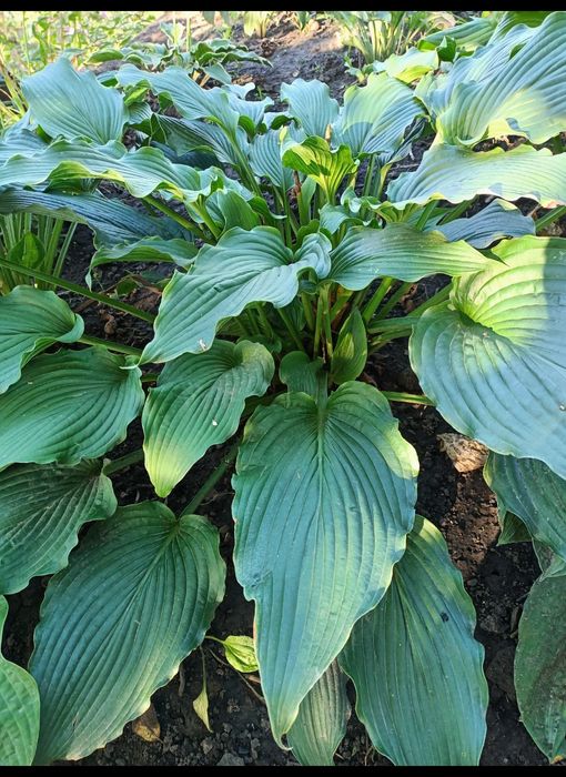 Продам хосты разные