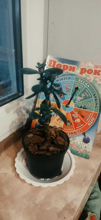 Кімнатні квіти сингоніум, красула, сансевієрія