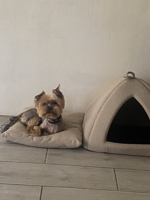 Вязка , Йорк , Йоркшенский терер,