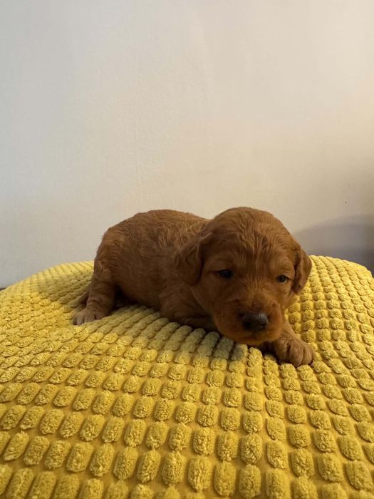Szczeniak Maltipoo
