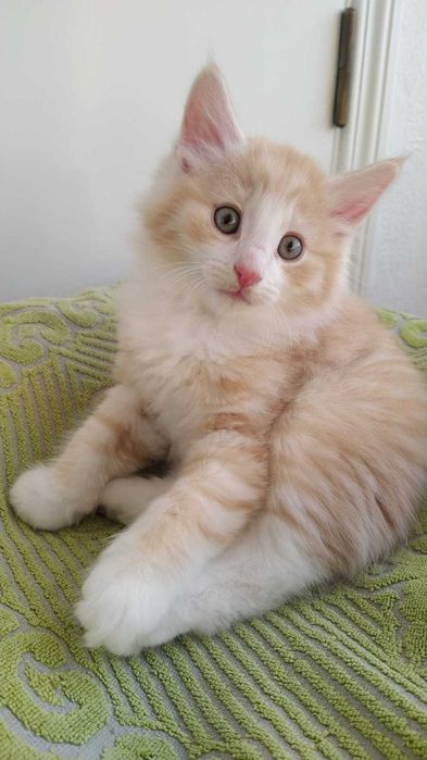 Gatinho Bosque da Noruega