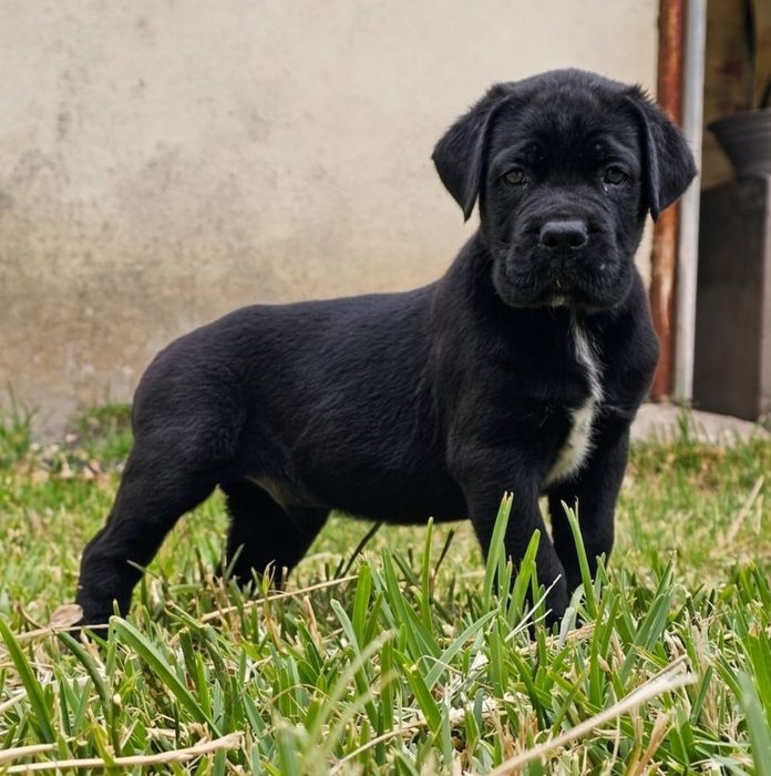 Cane Corso preto