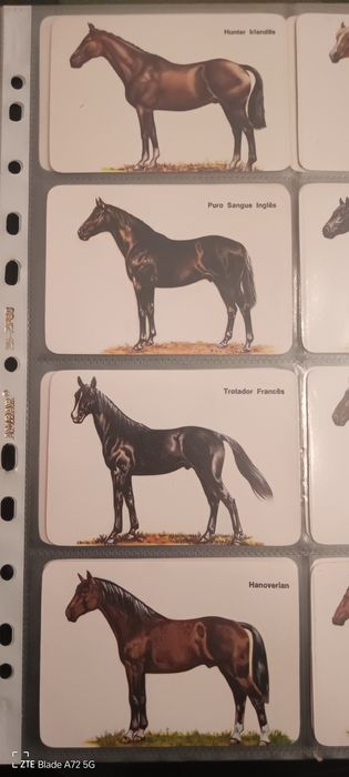 Calendário raça de cavalos