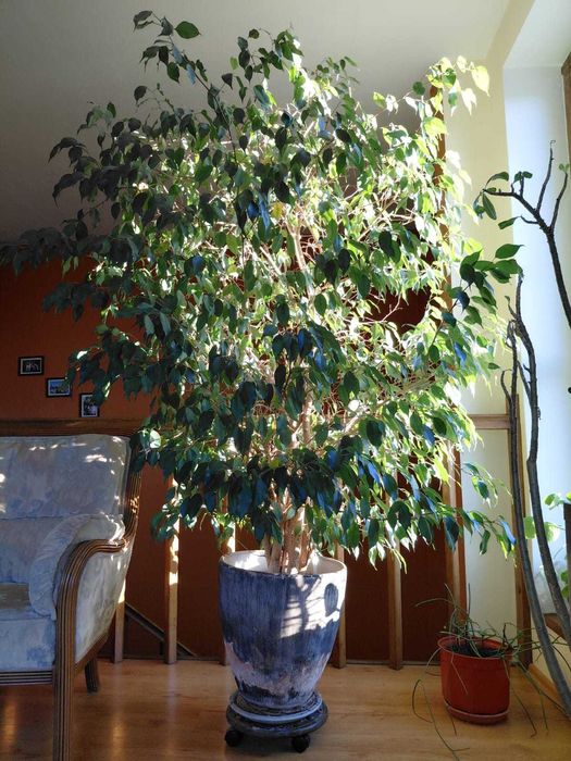 Ficus benjamina wys. 2,2 m