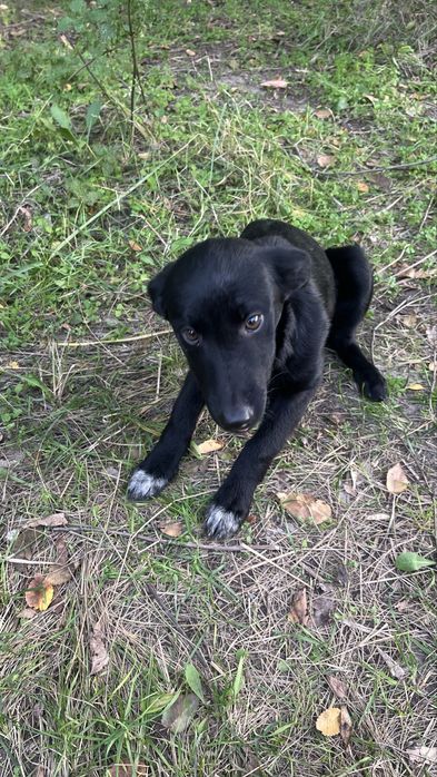 безкоштовно цуцики