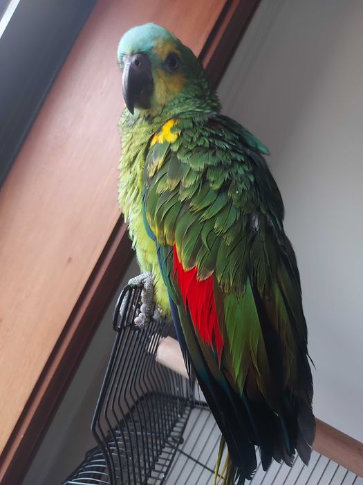 Vendo papagaio aestiva