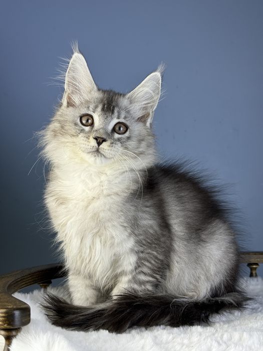 Тикированый шедед линия 3  месяца мальчик мейн кун