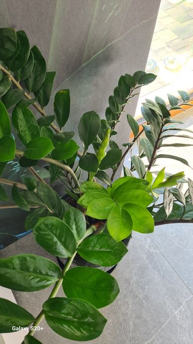 Zamiokulkas z donicą