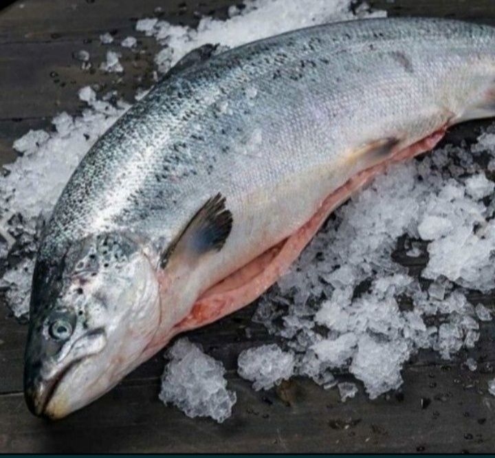 Червона риба/Лосось/Форель охоложденна