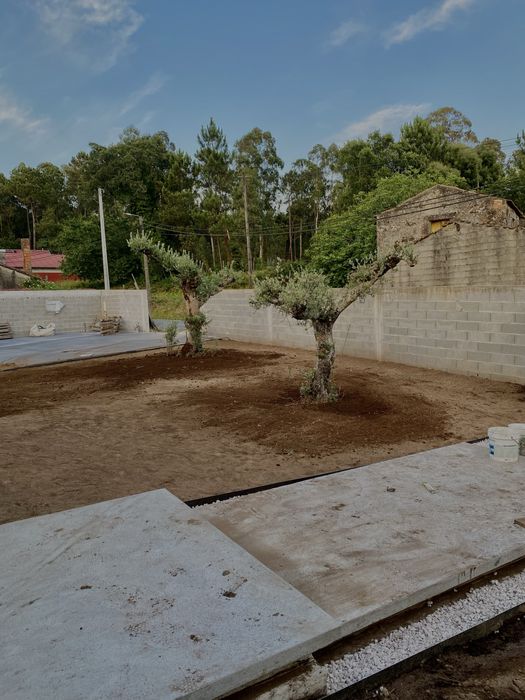 Oliveiras centenarias para jardim