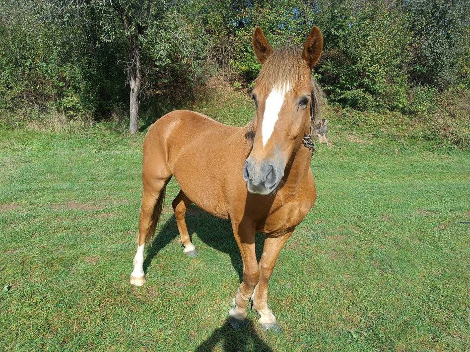 Молода кобила, 2роки 3 місяці