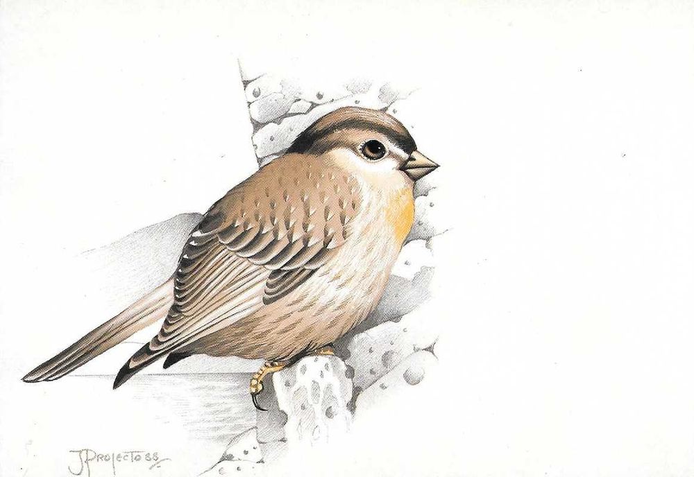 Lindos Postais da Fauna e Flora de Portugal