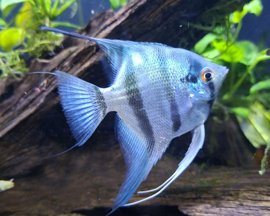 Vendo Escalare azul