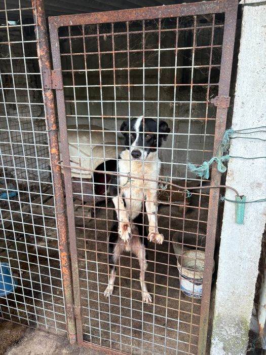 Apelo URGENTE, adoçao
