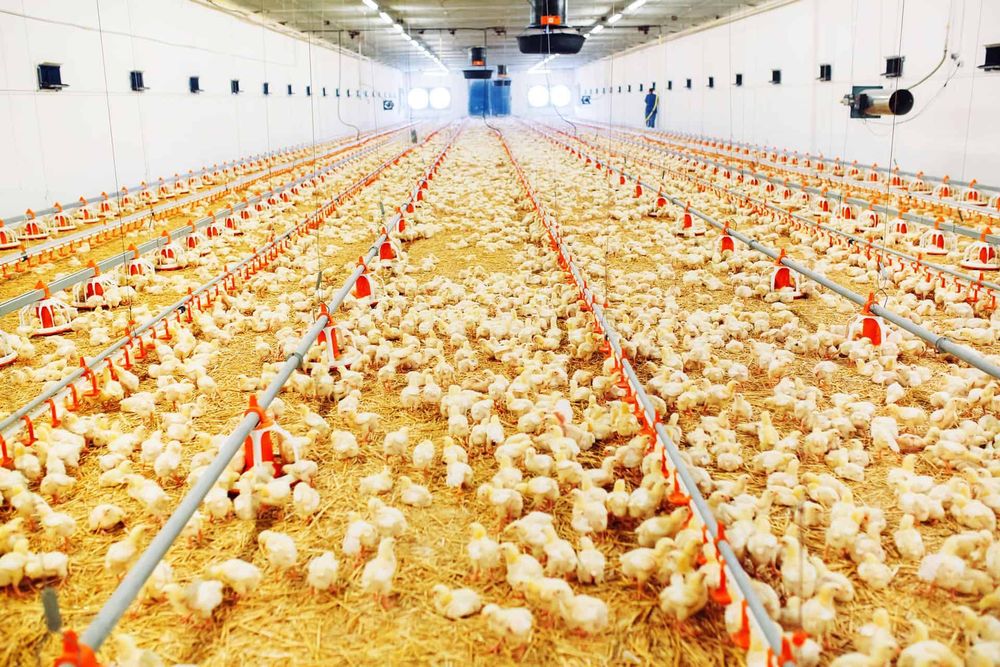 Смачні та швидкоростучі курчата Бройлери