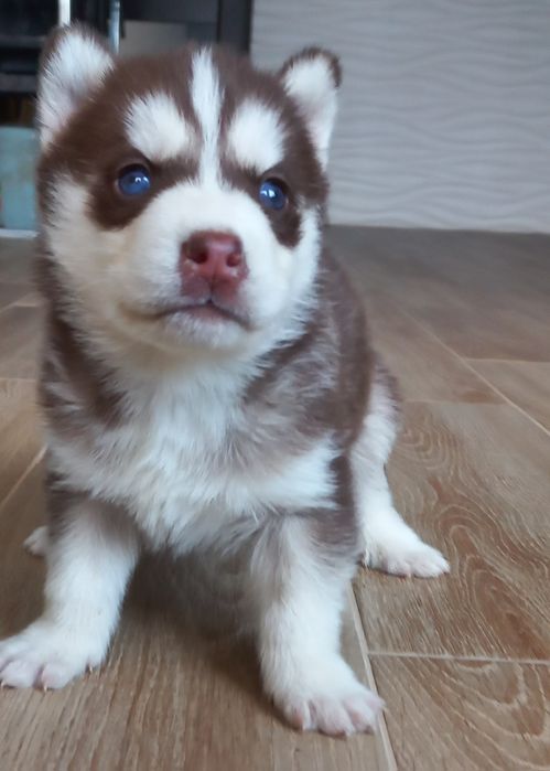 Щенята Сибірської Хаскі