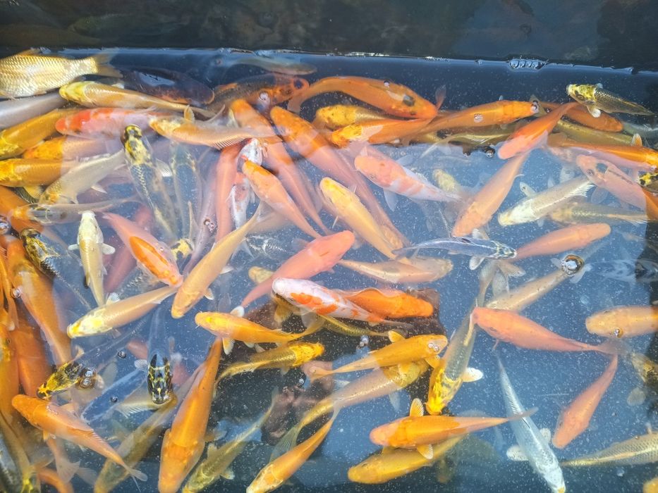 Karp koi 10-12cm ryby do oczka