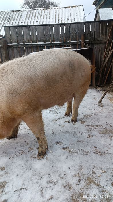 Сільгосп тварини