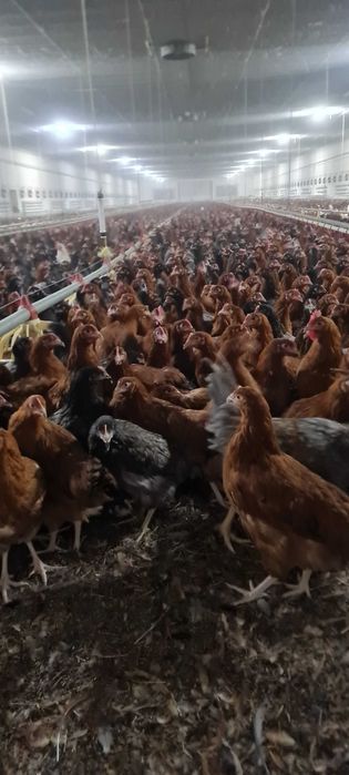 Kury nioski Rosa i Tetra z jajkiem. Dominant od hodowcy. Dowóz Gratis.