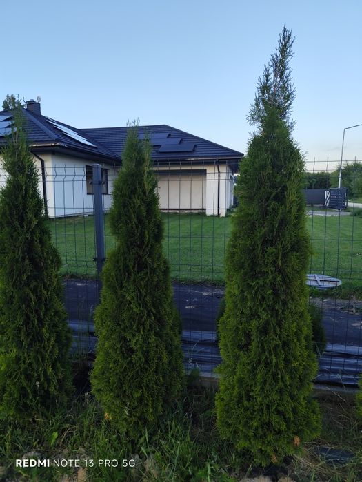 Duże Tuje Szmaragd – Efektowny Żywopłot od Zaraz!