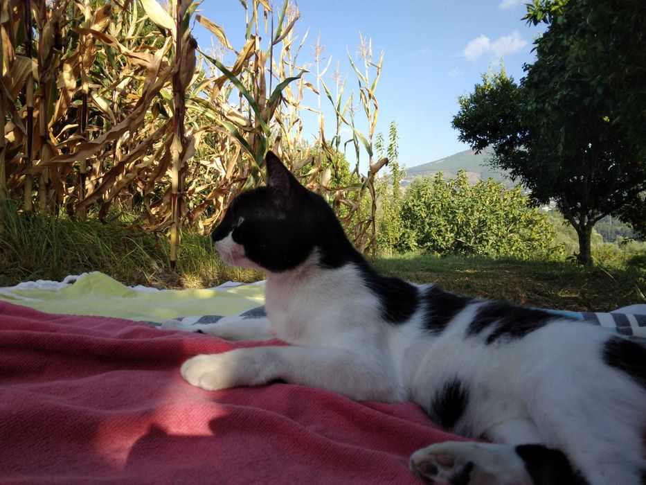 Gata para adoção responsável