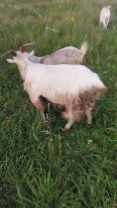 Продам козла хорошей породи