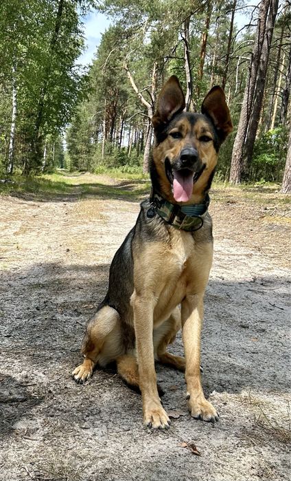 Pies w typie owczarka (adopcja)