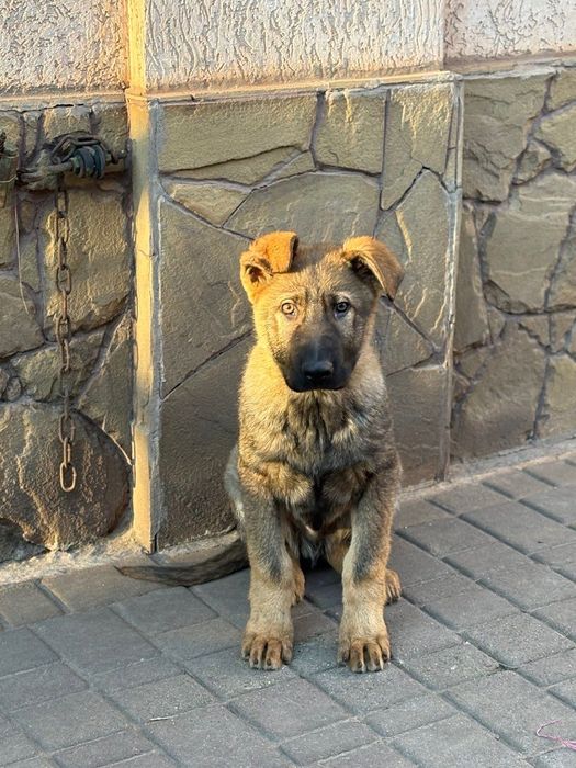 Щеня німецької вівчарки