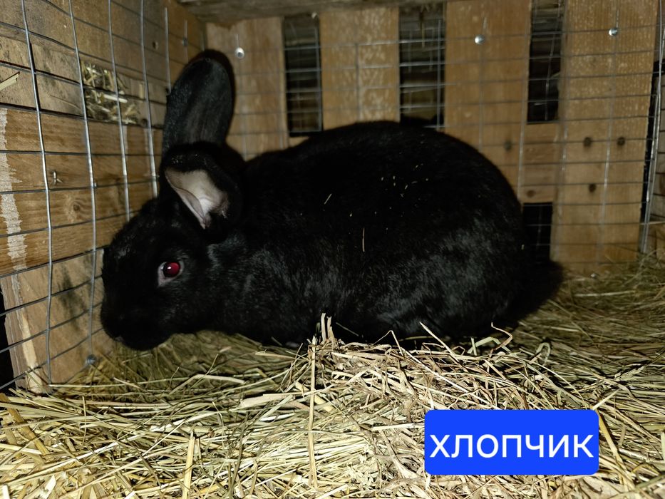 Кролики ціна за Шт