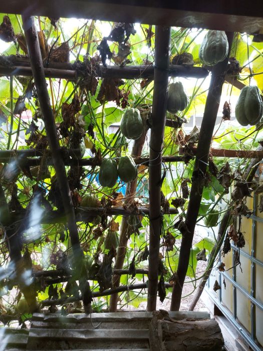 100 kg  chuchus caseiros biogicos legume muito bom para a saúde
