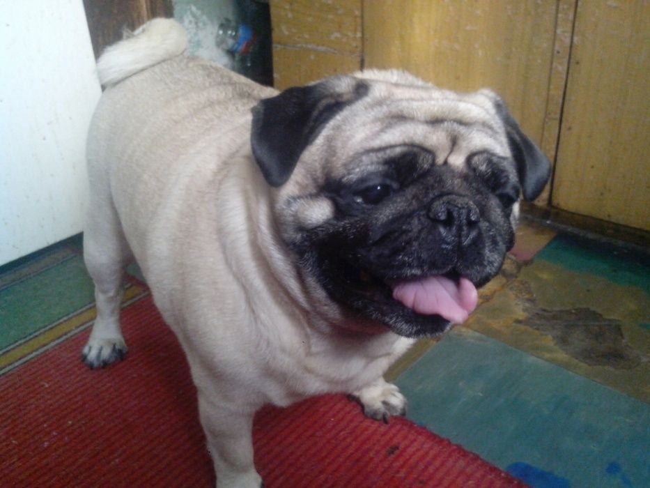 Хочу девочку мопсика.)