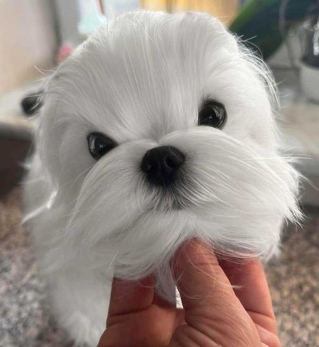 Prześlicznej urody piesek