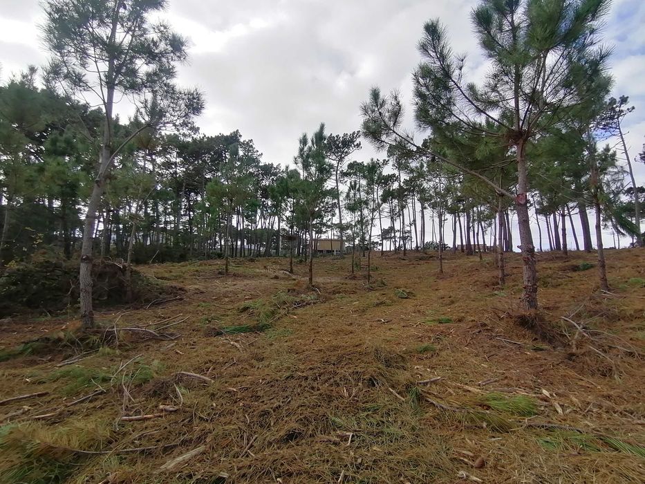 Limpezas de Terrenos e Serviços Florestais