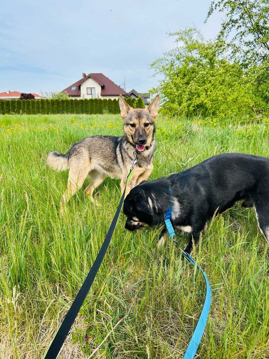 Wyjątkowy Jager w wieku 3 lat szuka domu