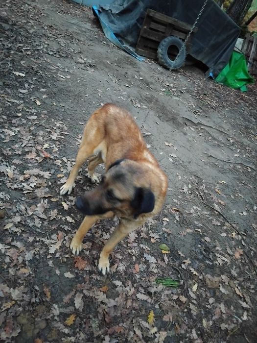 Cao da serra para adopção