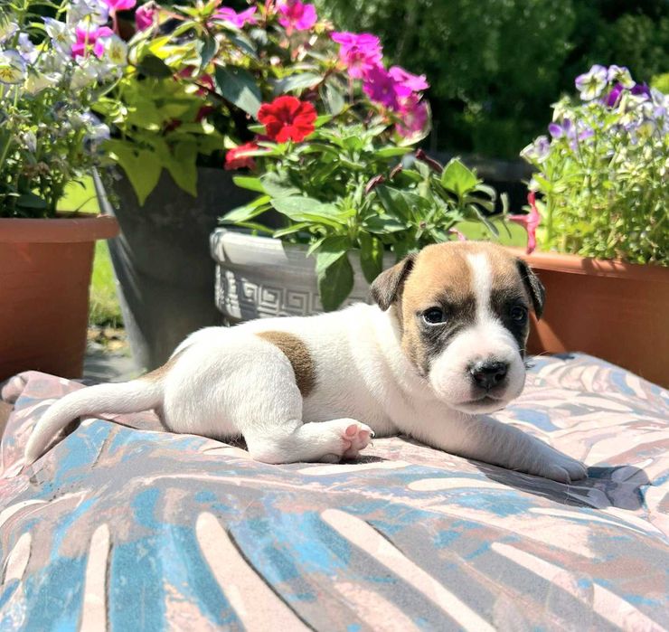 Jack Russell Terrier Gucio