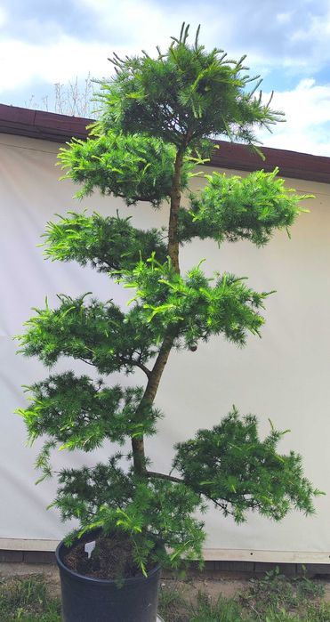 drzewka bonsai - Roliny iglaste w dobrej cenie