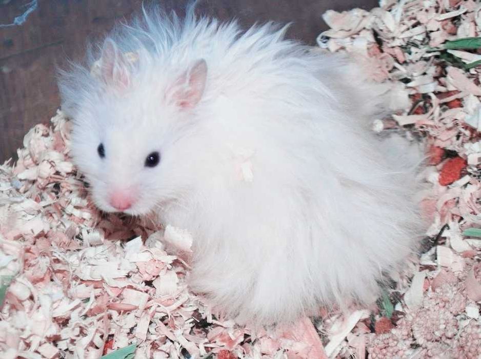 Роскошные королевские ангорские хомячки, белоснежного окраса, хомяки